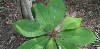 Magnolia (Magnolia officinalis), planta medicinala si de ornament