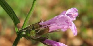 Omaloteca-de-padure (Calamintha sylvatica), planta numita urzica-salbatica-de-padure