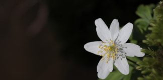 Pastita (Anemone nemorosa) sau floarea-de-pasti este otravitoare