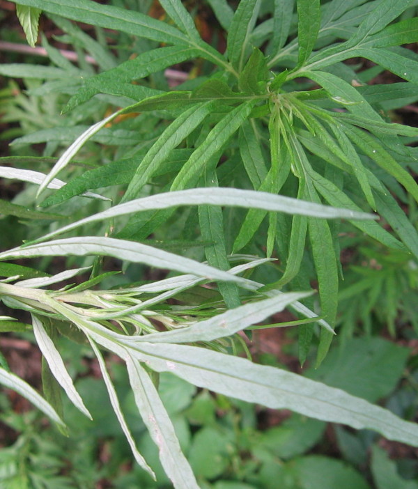 Pelinarita (Artemisia vulgaris), Frunzele, Foto: hollirichey.com