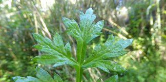 Pelinarita (Artemisia vulgaris), planta medicinala si condiment