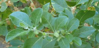 Planta Ashwagandha (Withania somnifera), ginsengul indian sau ciresul de iarna