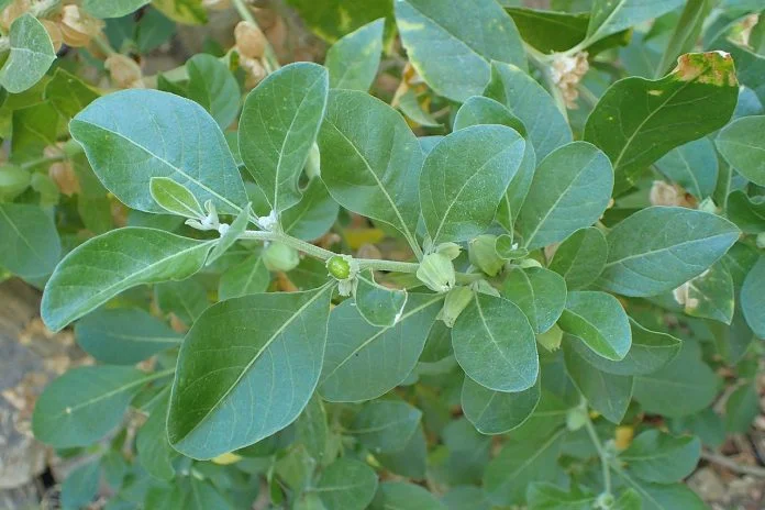 Planta Ashwagandha (Withania somnifera), ginsengul indian sau ciresul de iarna Planta Ashwagandha (Withania somnifera), ginsengul indian sau ciresul de iarna