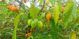 Planta Iboga (Tabernanthe iboga) contine alcaloidul ibogaina care trateaza abuzul de droguri