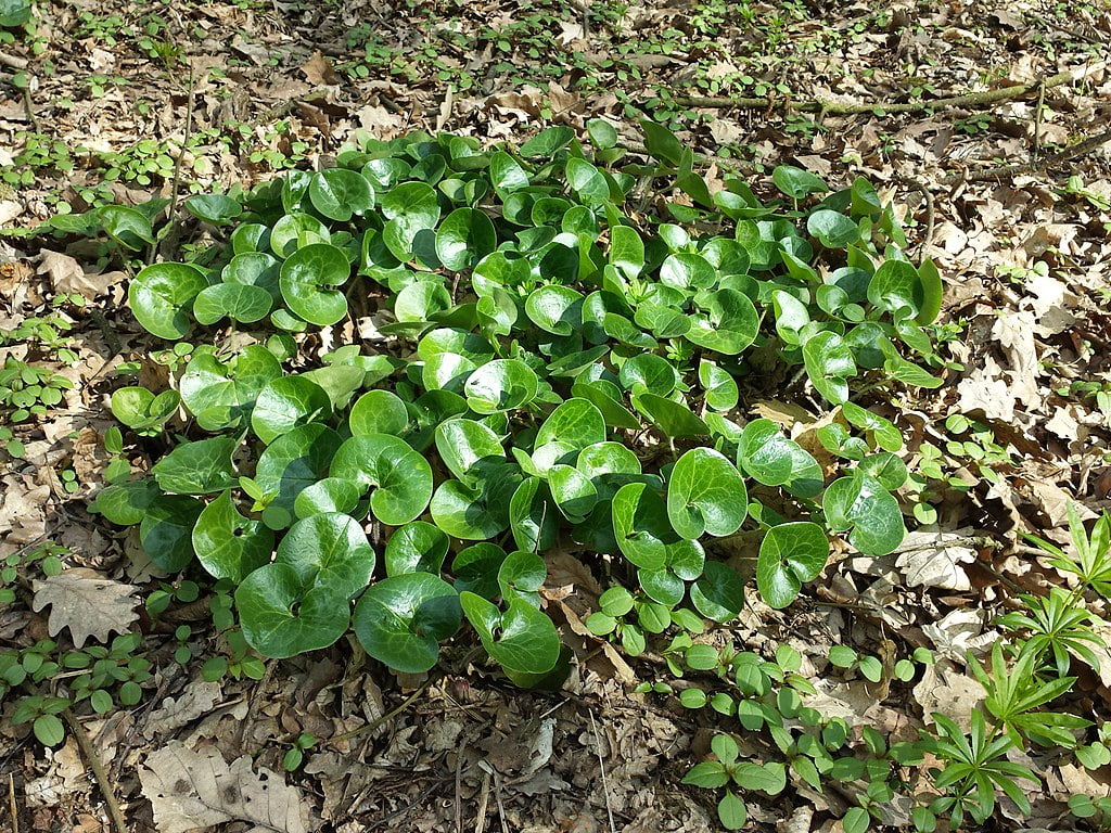 Pochivnicul