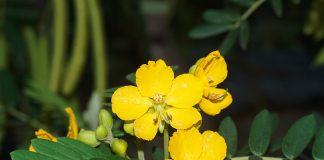 Siminichia (Cassia angustifolia), planta medicinala care vindeca constipatia cronica