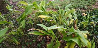 Sofranul-indian (Curcuma longa), planta ce ofera beneficii pentru piele si distruge celulele canceroase