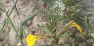 Tamaita-de-camp (Ajuga chamaepitys), planta medicinala cu proprietati diuretice