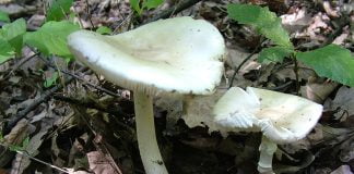 Top 5 cele mai otravitoare ciuperci din lume