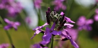 Viola-de-noapte sau micsuneaua (Hesperis matronalis), planta rustica comestibila