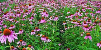 Afla acum iti poti consolida sistemul imunitar toamna si ce vitamine te ajuta sa lupti impotriva bolilor! Afla acum iti poti consolida sistemul imunitar toamna si ce vitamine te ajuta sa lupti impotriva bolilor!