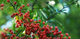 Macesele sunt o sursa importanta de vitamina C si un remediu excelent pentru multe boli