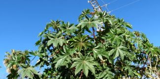 Uleiul de ricin, un mare aliat al frumusetii. Stii care sunt proprietatile uleiului de ricin