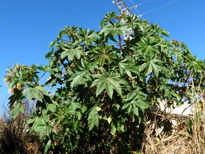 Uleiul de ricin, un mare aliat al frumusetii. Stii care sunt proprietatile uleiului de ricin Uleiul de ricin, un mare aliat al frumusetii. Stii care sunt proprietatile uleiului de ricin