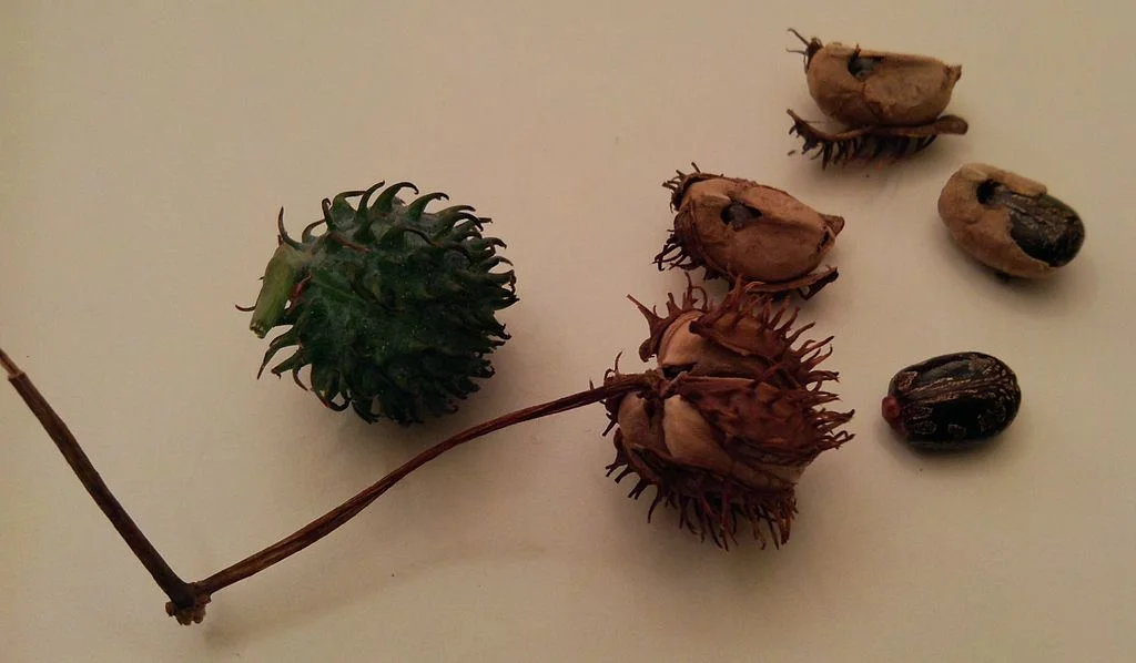 seminte de ricin