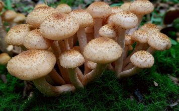 Descopera specii de ciuperci comestibile care cresc in padurile din tara noastra si afla ce proprietati au!