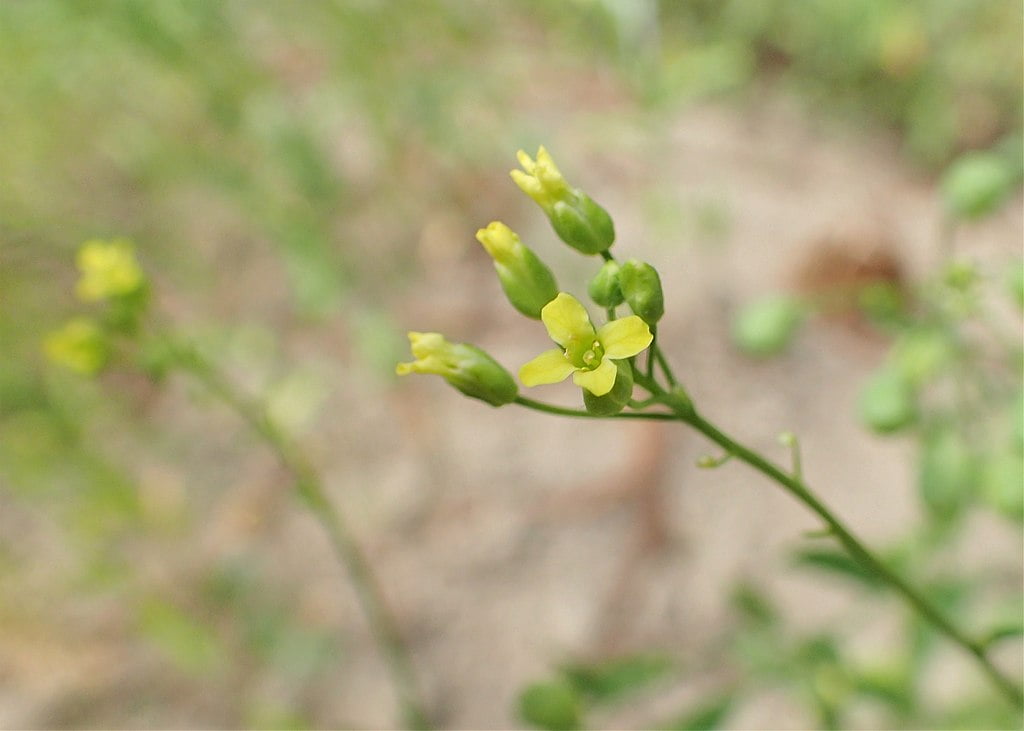 Camelina sativa