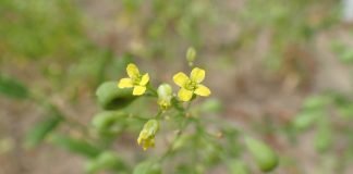 Care sunt beneficiile uleiului de camelina si cat de sanatos este acesta