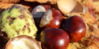 Medicina naturista - Vezi ce afectiuni poti trata cu castanul-comestibil