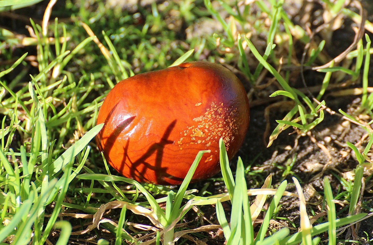 castane comestibile