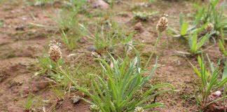 Care sunt intrebuintarile naturiste ale semintelor de Psyllium si cum planta Plantago Ovata combate obezitatea