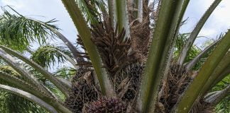 Care sunt proprietatile curative ale uleiului de palmier si ce aplicatii are