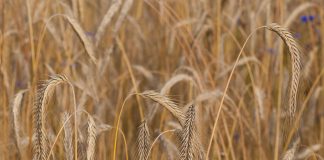 Care sunt proprietatile secarei si cat de mult ajuta aceasta corpul