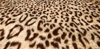 Ce modele de blanuri se poarta in iarna anului 2013-2014? Ce modele de blanuri se poarta in iarna anului 2013-2014