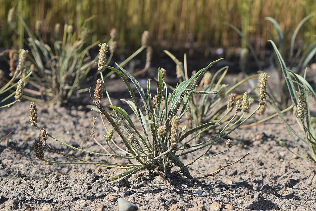 Plantago Ovata
