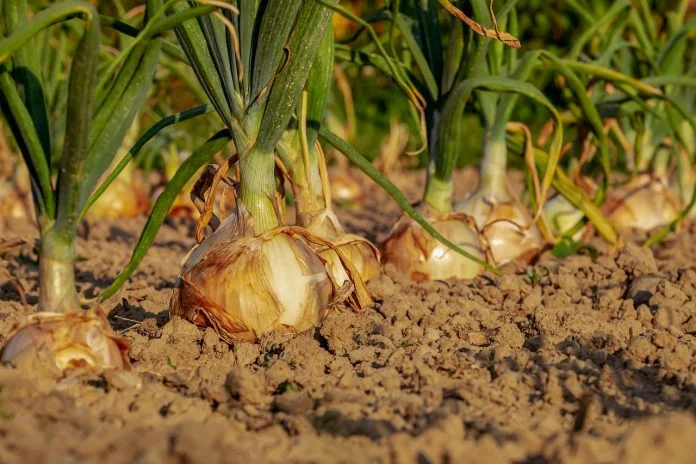 Remedii naturiste cu ceapa eficiente pentru raceala Remedii naturiste cu ceapa eficiente pentru raceala