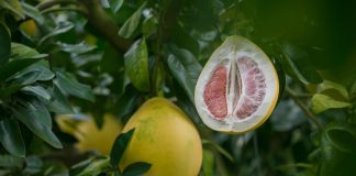 Dieta cu pomelo, un regim de a slabi rapid si sanatos