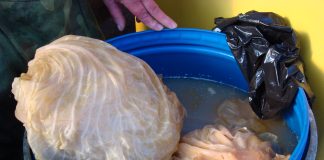 Dieta cu varza murata te ajuta sa pierzi 3 kg in 4 zile