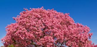 Proprietatile ceaiului Lapacho, considerat un antibiotic natural pentru organism