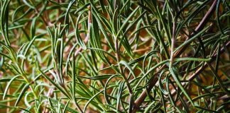 Stiati ca rozmarinul imbunatateste cu 15% memoria pe termen lung