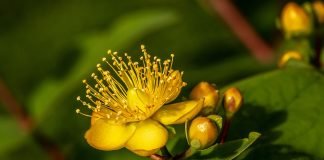 Suferi de depresie Plantele medicinale iti vin in ajutor