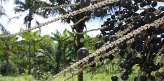 Beneficiile incredibile ale fructului Acai pentru organism