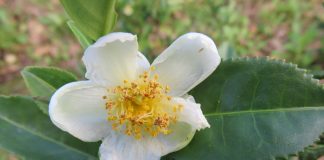 Camellia sinensis