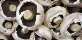 Ciupercile champignon, un supliment alimentar important in dieta ta