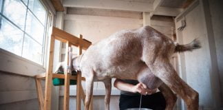 De ce este bun laptele de capra pentru sanatate? De ce este bun laptele de capra pentru sanatate