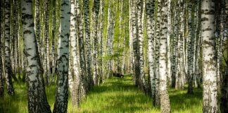 Proprietatile ceaiului din frunze de mesteacan