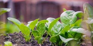 Spanacul, cel mai bun remediu pentru bolile de ochi