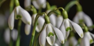 Stiati ca galantamina din ghiocei combate maladia Alzheimer