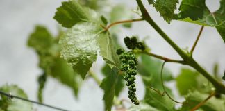 Stiati ca seva vitei de vie ajuta la vindecarea bolilor de ochi