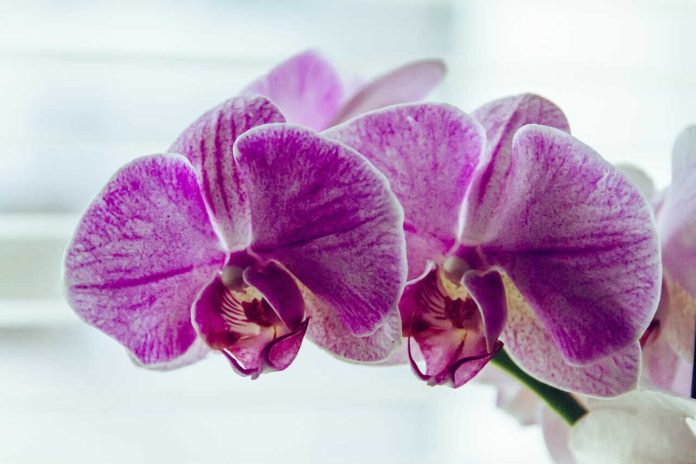 Vezi cum arata cea mai populara culoare a anului 2014 - Orhidee radianta