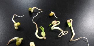 Beneficiile introducerii semintelor germinate in dieta ta