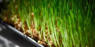 Cura cu germeni de orz, sursa de energie pentru organism