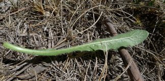 Cura cu tije de papadie, un remediu excelent pentru bolile de ficat si bila