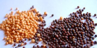 Germeni de mustar, hrana vie pentru organism