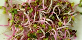 Germeni de ridiche, miracol pentru sanatate