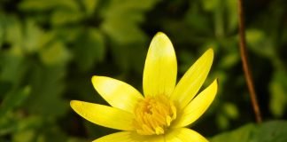 Grausorul, planta de primavara folosita in medicina populara